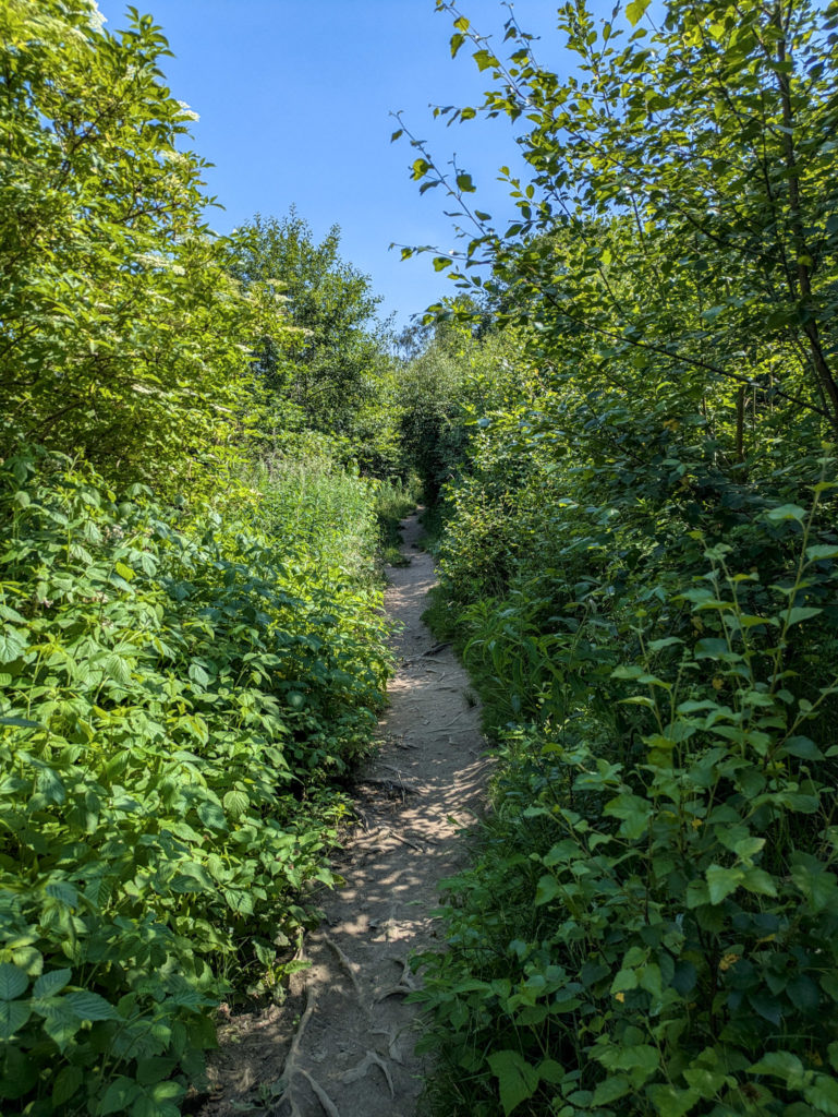 Continuing the trail (left path).