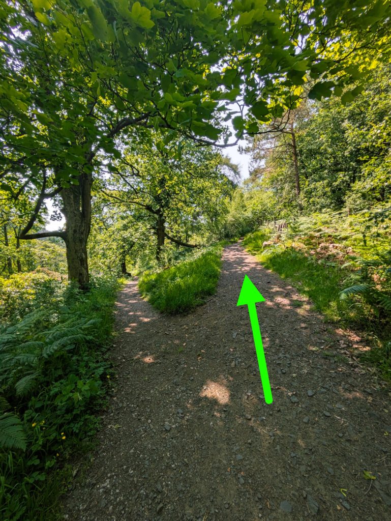 Fork in the trail