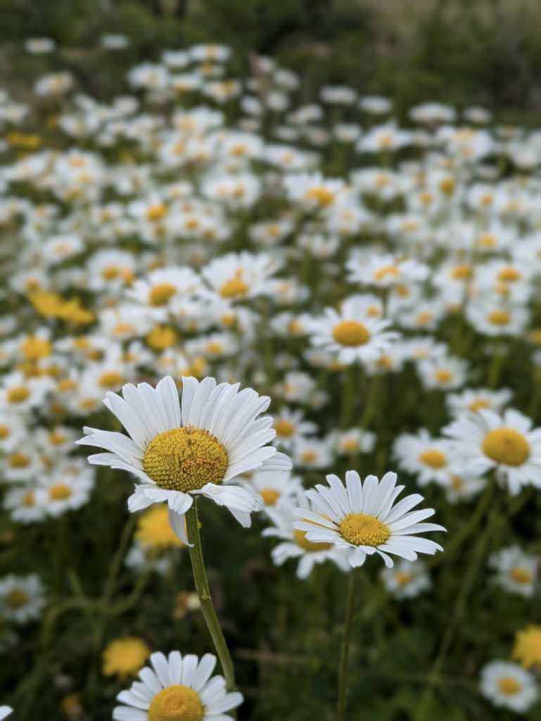 Oxeye daisies along the side of the trail