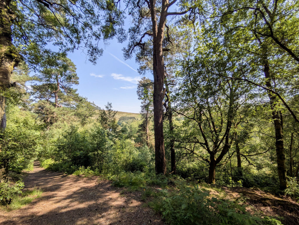 Trees overarching the trail