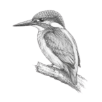 A drawing of a kingfisher in black and white