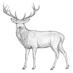 A drawing of a red deer in black and white